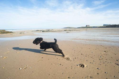 Sandy Paws on the Cornish Shoreline!