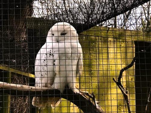 Hoots, Toots & Happy Peeps at Newquay Zoo!