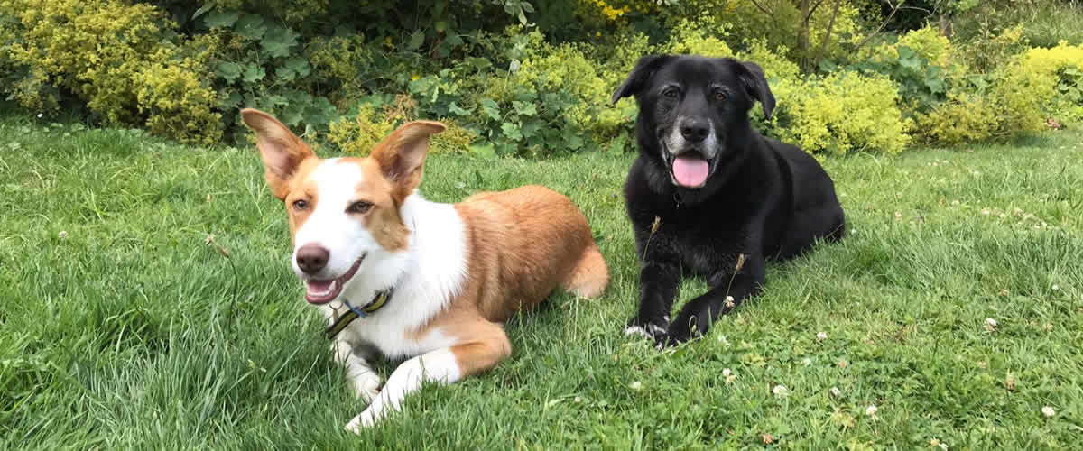 Unsere Hunde